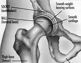 Hip Anatomy