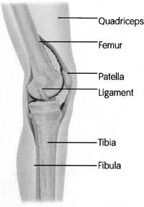 Knee anatomy from the side